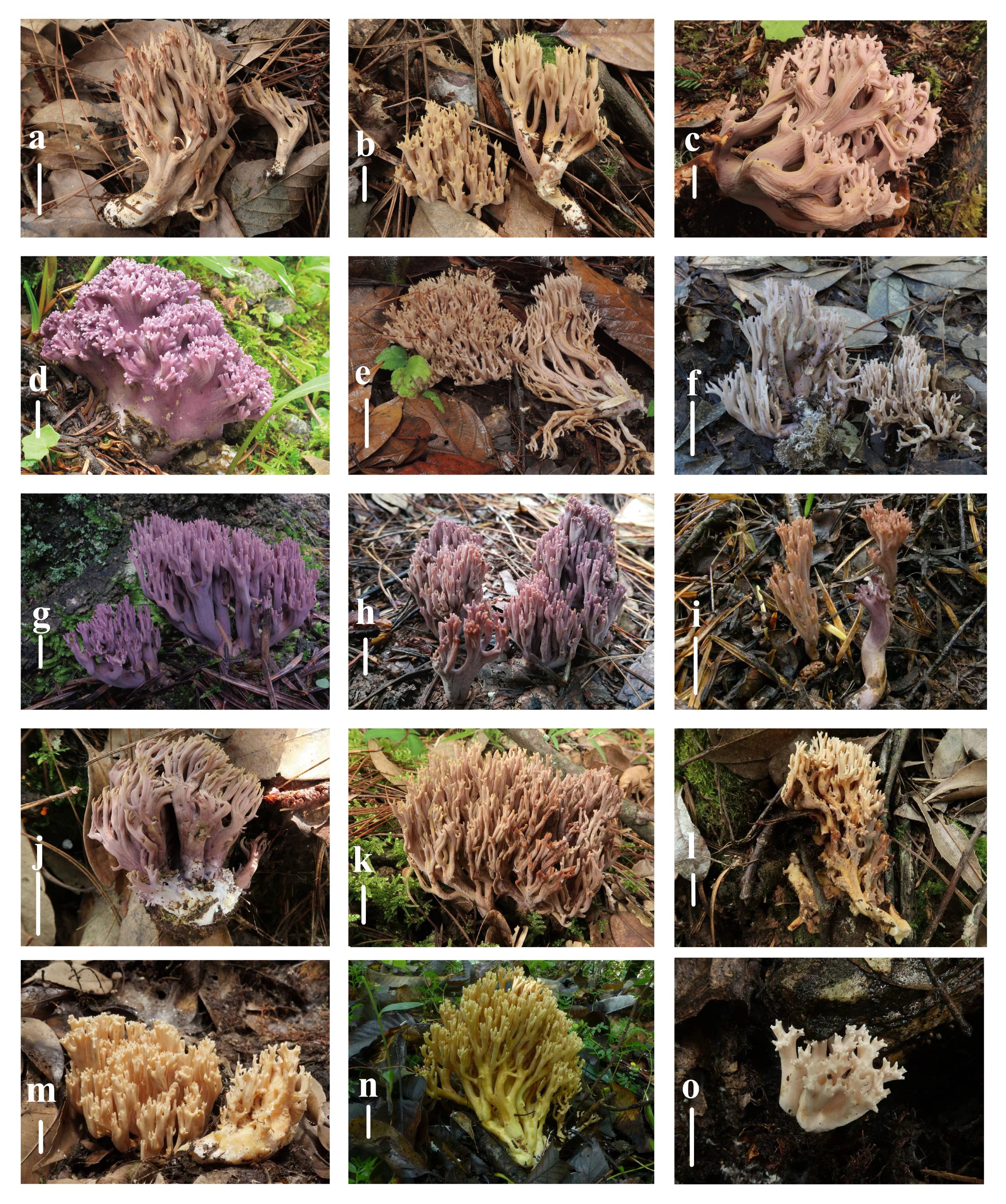 Figure 129